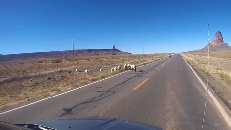 A-Herd-Of-Sheep-Cross-The-Road-In-Front-Of-Cars-At-Monument-Valley-In-Arizona,-USA