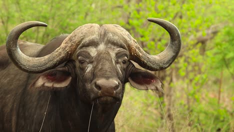 A-close-up-of-a-Cape-buffalo-bull-turning-its-head-and-looking-into-the-camera-in-slow-motion,-Kruger-National-Park