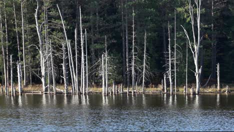 Muchos-árboles-Muertos-Al-Borde-De-Un-Lago-En-Las-Regiones-Salvajes
