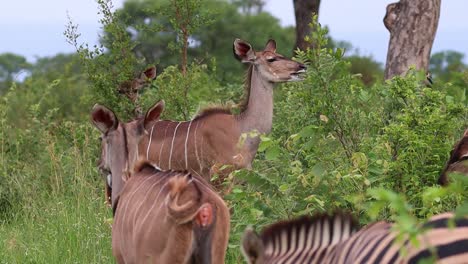 Una-Manada-De-Hembras-Kudus-Y-Cebras-Alimentándose-De-Los-Exuberantes-Arbustos-Verdes-En-Un-Día-Ventoso-De-Verano,-Parque-Nacional-Kruger