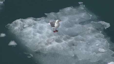 Seagull-resting-on-a-big-chunk-of-ice,-floating-in-the-Glacier-Bay-waters-in-Alaska