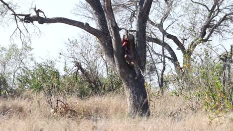 Un-Leopardo-Macho-Levantando-Su-Cadáver-De-Jabalí-En-Un-árbol-Cuando-Una-Hiena-Manchada-Entra-Corriendo,-Parque-Nacional-Kruger