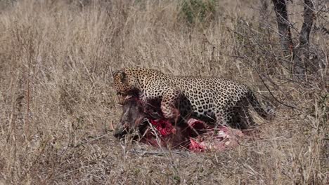 A-wide-shot-of-a-male-leopard-dragging-a-dead-warthog-through-the-dry-long-grass,-Kruger-National-Park