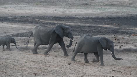 Una-Manada-De-Cría-De-Elefantes-Caminando-En-Fila-India-A-Través-Del-Marco,-Parque-Nacional-Kruger