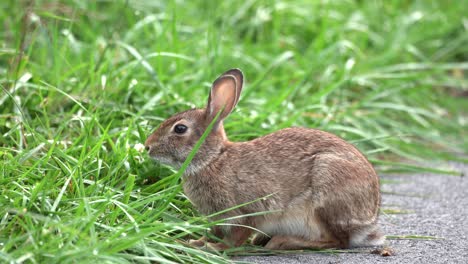 A-cottontail-rabbit-sitting-on-a-path-and-testing-the-breezes