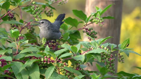 A-catbird-sitting-in-a-berry-bush-calling-out-to-the-other-birds