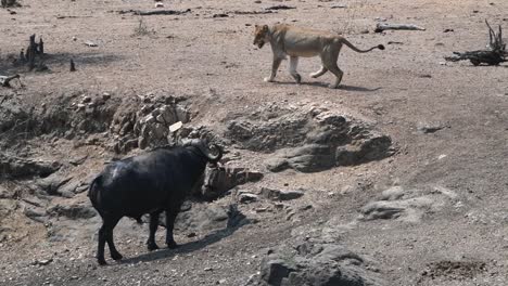 Una-Leona-Gruñendo-A-Un-Búfalo-Del-Cabo-Mientras-El-Bovino-Acecha-Al-Depredador,-Parque-Nacional-Kruger
