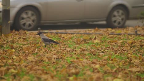 Rosiger-Starvogel,-Der-Im-Herbst-Auf-Trockenen-Laub-Im-Park-Spaziert