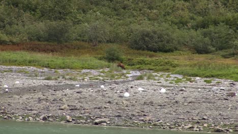 Brown-bear-coming-out-of-the-woods-and-heading-to-the-seashore,-in-Alaska