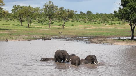 Extreme-Weite-Aufnahme-Von-Elefanten,-Die-In-Einem-Wasserloch-Im-Krüger-Nationalpark-Schwimmen-Und-Spielen