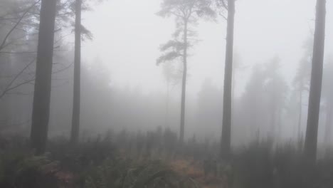 Smooth-Forward-shot-of-misty-forest-in-scottish-highlands
