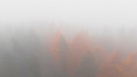Aerial-backwards-footage-of-colorful-trees-in-forest-surrounded-by-fog,haze-and-nebula