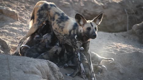 A-wide-shot-of-a-female-wild-dog-suckling-her-puppies,-Kruger-National-Park