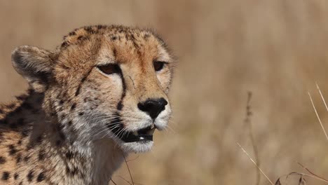 A-close-up-of-a-cheetah's-head-turning-and-looking-into-the-distance,-Kruger-National-Park