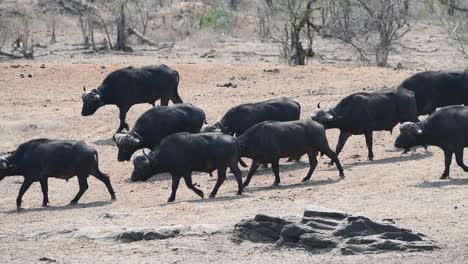 A-group-of-Cape-buffalo-bulls-walking-through-the-frame,-Kruger-National-Park