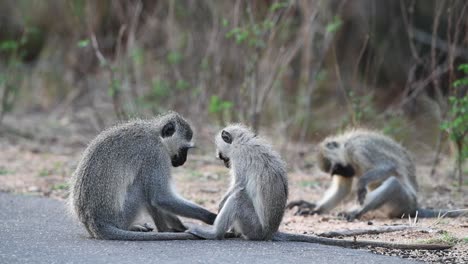 Wide-shot-of-three-vervet-monkeys-cuddling-before-starting-to-play-in-Kruger-National-Park
