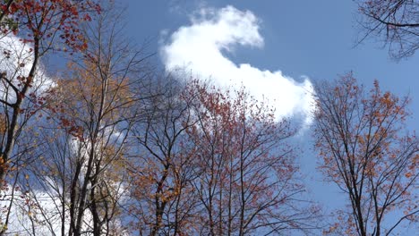 Looking-straight-up-through-the-autumn-tree-tops-to-the-clouds-passing-overhead