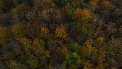 Luftaufnahme---Drohne-Startet-Langsam-Und-Enthüllt-Buntes-Laub-Des-Herbstwaldes-Witomino-In-Polen-Bei-Sonnenuntergang