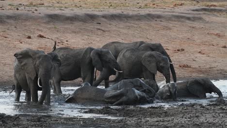 Una-Toma-Amplia-De-Una-Manada-De-Elefantes-Refrescándose-En-Un-Charco-Fangoso-En-El-Parque-Nacional-Kruger