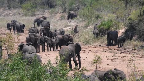 Wide-shot-of-a-large-herd-of-elephants-standing-in-the-dry-riverbed,-Kruger-National-Park