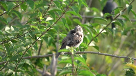 A-mockingbird-sitting-on-a-tree-branch-and-preening-its-feathers-in-the-morning-light