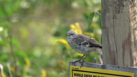 A-mockingbird-sitting-on-a-sign-on-a-fence-post-and-pecking-away