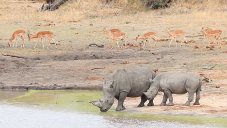 Wide-shot-of-a-white-rhino-cow-and-her-calf-drinking-at-a-waterhole-with-impalas-moving-through-the-background,-Kruger-National-Park