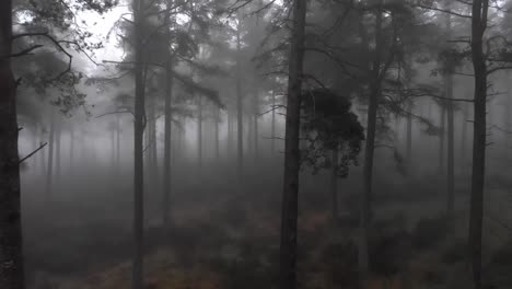 Pov-Natural-Forest-Mountain-Tall-Fir-Trees-In-Mist-And-Fog-early-in-the-morning