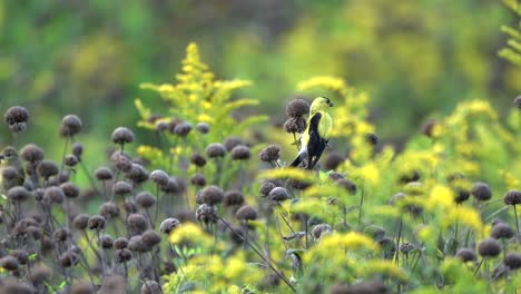 Goldfinken,-Die-Die-Samen-Einiger-Wilder-Blumen-Auf-Einer-Wiese-Essen