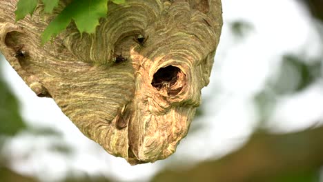 A-large-hornet-nest-hanging-in-a-tree-with-hornets-crawling-in-and-out-and-constructing-it-larger