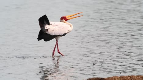 A-wide-shot-of-a-yellow-billed-stork-walking-through-the-shallow-water-with-its-bill-open,-Kruger-National-Park