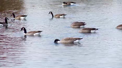 Canada-Geese-Bird-Wading-in-Water-Duck-Pond