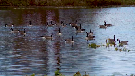 Ducks-Floating-in-a-Pond---Relaxing-Static-Nature---Wildlife-Shot
