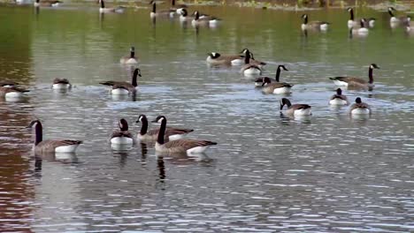 Canadian-Geese-Flock-Migrated-to-the-South,-Wading-in-Water-Bird-Pond
