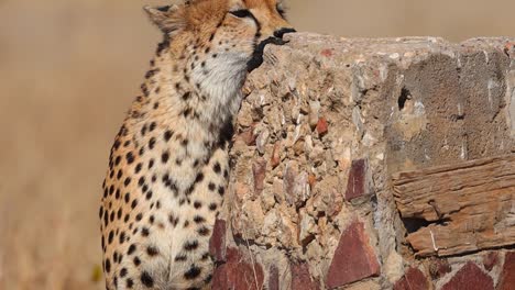 A-medium-shot-of-a-cheetah-sniffing-a-sign-post-in-Kruger-National-Park