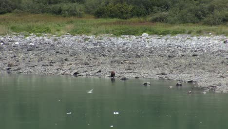 Brown-Bear-standing-by-the-edge-of-the-bay-water-in-Alaska