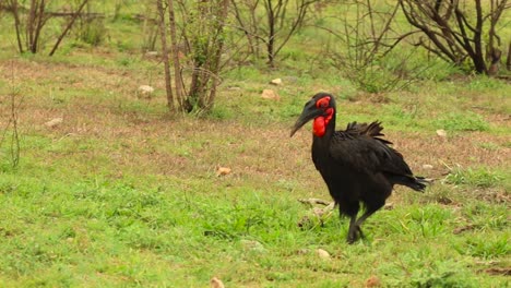 Panning-wide-shot-of-a-Southern-Ground-Hornbill-walking-and-crossing-a-dirt-road-in-Kruger-National-Park