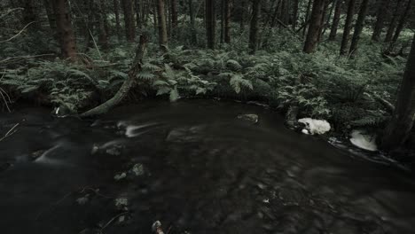 Moody-Zeitraffervideo-Eines-Kleinen-Flusses,-Der-Durch-Einen-Wald-Fließt