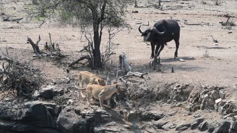 Eine-Weitaufnahme-Eines-Kaffernbüffelbullen,-Der-Zwei-Löwinnen-Jagt,-Krüger-Nationalpark