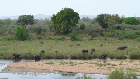 An-extreme-wide-shot-of-a-herd-of-elephants-spread-out-in-the-reeds-and-river,-Kruger-National-Park