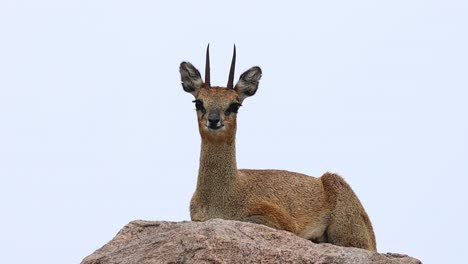 Wide-shot-of-a-male-Klipspringer-laying-on-a-rock-while-chewing-and-looking-into-the-camera,-Kruger-National-Park