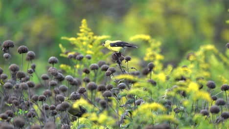 Goldfinken,-Die-Die-Samen-Einiger-Wilder-Blumen-Auf-Einer-Wiese-Essen