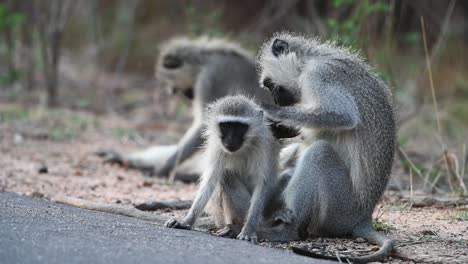 Wide-shot-of-three-vervet-monkeys-grooming-before-starting-to-play-in-Kruger-National-Park