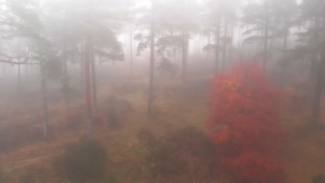 Slow-smooth-drone-flight-through-foggy-fir-tree-forest-in-autumnal-season