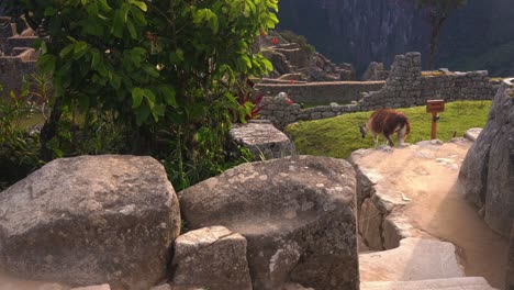 Rear-high-angle-view-of-single-llama-in-Inca-citadel-of-Machu-Pichu,-Peru,-walking-away,-handheld-shot