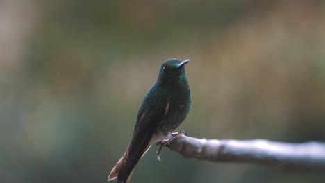 Schöner-Kolibri,-Der-In-Zeitlupe-Von-Einem-Ast-Sitzt-Und-Davonfliegt