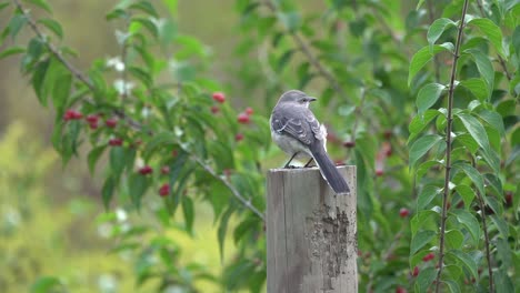 A-northern-grey-mockingbird-sitting-on-a-fence-post-looking-for-danger