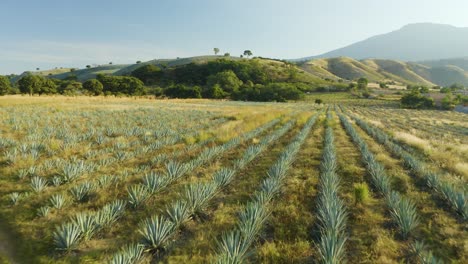 Vuelo-Aéreo-Bajo-Sobre-Campos-De-Agave-Azul-En-Finca-Rural-En-Tequila,-México