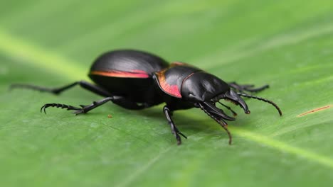 Large-Ground-Beetle,-Mouhotia-batesi