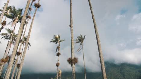 Tall-palm-trees-view-in-Cocora-Valley,-Colombia-in-South-America